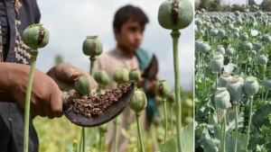 Opium 🚨: Pakistan overtakes Afghanistan| New Capital of the Drug Trade